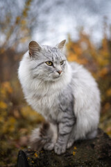 Naklejka na ściany i meble Photo of a beautiful fluffy cat in the autumn garden.