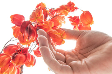 Picking flower, color