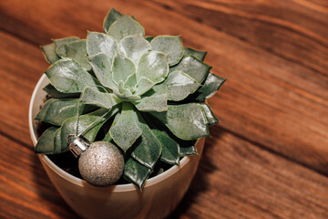 Echeveria green succulent in a pot with a Christmas ball on a wooden table.