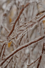 Ice rain. freezing rain. Frozen shrub stems. Ice on a branch