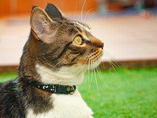 Observant profile cat