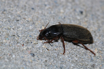 harpalus rufipes insect macro photo