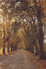 Lindens tree alley in the autumn