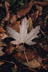 Autumn maple leaf on the ground with drops of the water