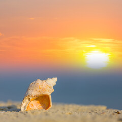 Obraz na płótnie Canvas closeup empty marine shell lie on sandy sea beach at the sunset