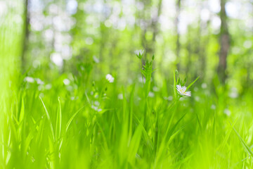 summer field with young grass