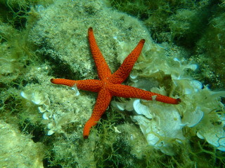 Mediterranean red sea star or red sea star, red starfish (Echinaster sepositus) undersea, Aegean Sea, Greece, Thasos island