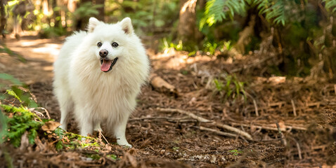outdoor portrait of happy white fluffy dog on natural background
