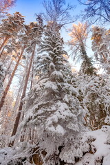 Winter landscape with snow-covered tree branches