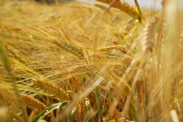 wheat field in a summer day