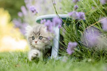 Naklejka na ściany i meble Britisch Langhaar Kätzchen im Garten, spielt im Lavendel, Garten, Freilauf