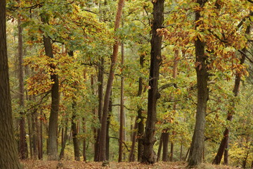 autumn in the forest