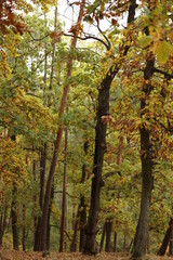 autumn in the forest