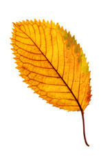 a bright elm autumn leaf on a white background, isolated