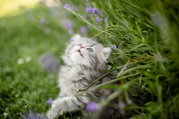 Naklejka na ściany i meble Britisch Langhaar Kätzchen im Garten, spielt im Lavendel, Sommer, Natur