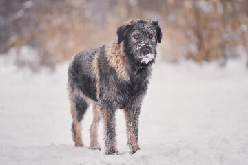 Shaggy dog without breed winter walk