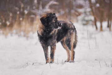 Shaggy dog without breed winter walk