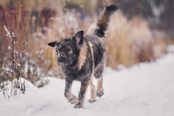 Shaggy dog without breed winter walk