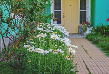 Patio delantero con margaritas