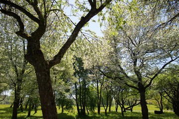 Fototapeta na wymiar spring garden with nice trees