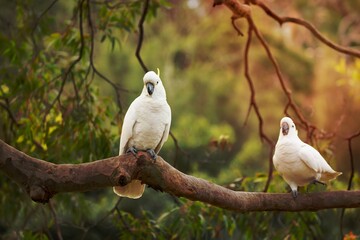 Happy cockatoos on a tree branch in Australian bush