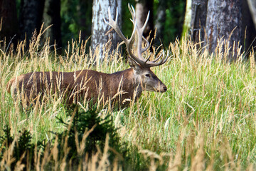 Rotwild ( Cervus elaphus ).