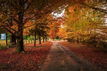Autumn colours in the tree lined roads