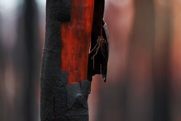 Hairy spider under shedding burnt bark after bush fire