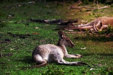Kangaroo having a rest in a grassy area of bush land