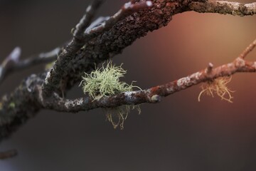 Tentacles of hairy moss survivce after bush fire