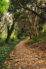 Fototapeta premium path in the forest