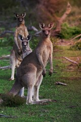 Naklejka na ściany i meble Three kangaroos
