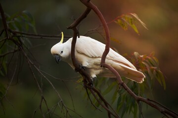 Sulphur crested cockatoo on a gum tree in bush land