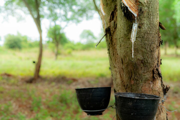 Rubber tapping in rubber tree garden. Natural latex extracted from para rubber plant. Rubber tree plantation. The milky liquid or latex oozes from wound of tree bark. Latex collect in small bucket.