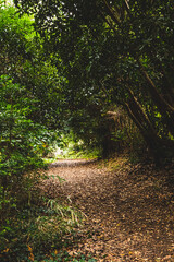Naklejka premium path in the woods