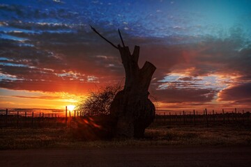 Bulbous tree trunk and grape vines in the sunrise