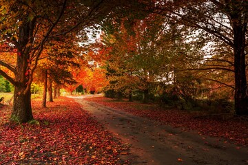 Autumn in the Mountains