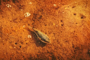 Spotted fish in the shallows