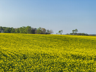 Forest and field of rape blossoms
