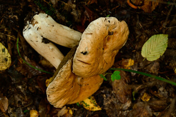Mushrooms are picked and laid out in rows on leaves and grass in the forest, harvesting mushrooms in the forest.