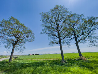 Obraz premium Spring meadow with tall trees