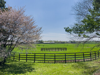 Spring ranch with cherry blossoms