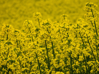 Spring field, rape blossoms close-up