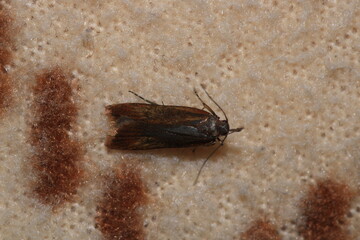 rivula sericealis insect moth macro photo