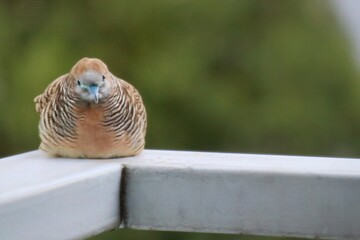A cute dove perched on the terrace of a building in the city with blurred background. Soft focus. Animal concept.