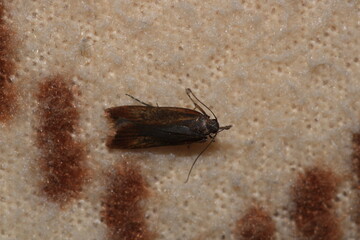 rivula sericealis insect moth macro photo