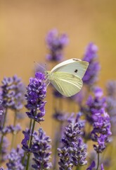 papillon posé sur la lavande