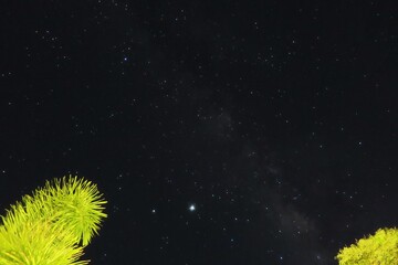 Many stars at night with palm tree leaves. Landscape and nature concept.