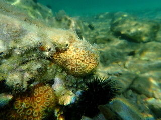 Stony coral cushion coral (Cladophora dalmatica,  former scientific name Cladophora caespitosa) undersea, Aegean Sea, Greece, Thasos island
