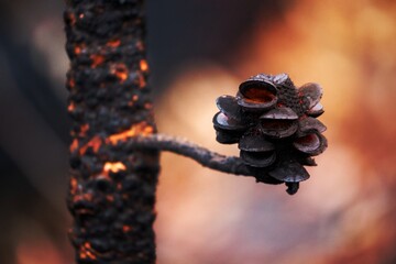 Burnt seed pods open after bush fires in Australia